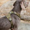 Truelove Colorado harness